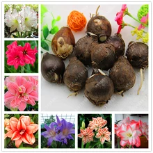 True Amaryllis Bulbs,Hippeastrum Bulbs bonsai flower bulbs Amarilis Rizomas Bulbos Barbados Lily potted garden plant – 1 bulb