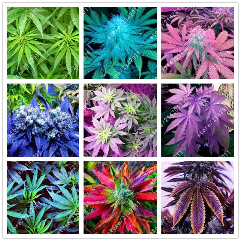 100pcs Hemp Seeds Organic Herb font b food b font A healthy seeds vegetables Perennial Flower