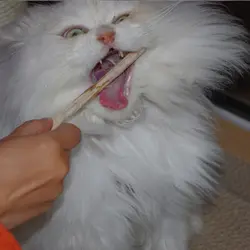 [MPK магазин] натурального дерева кошка чистки зубов, 7 шт./лот, Cat звонкое, polygonum котенок кошка закуски, лакомства