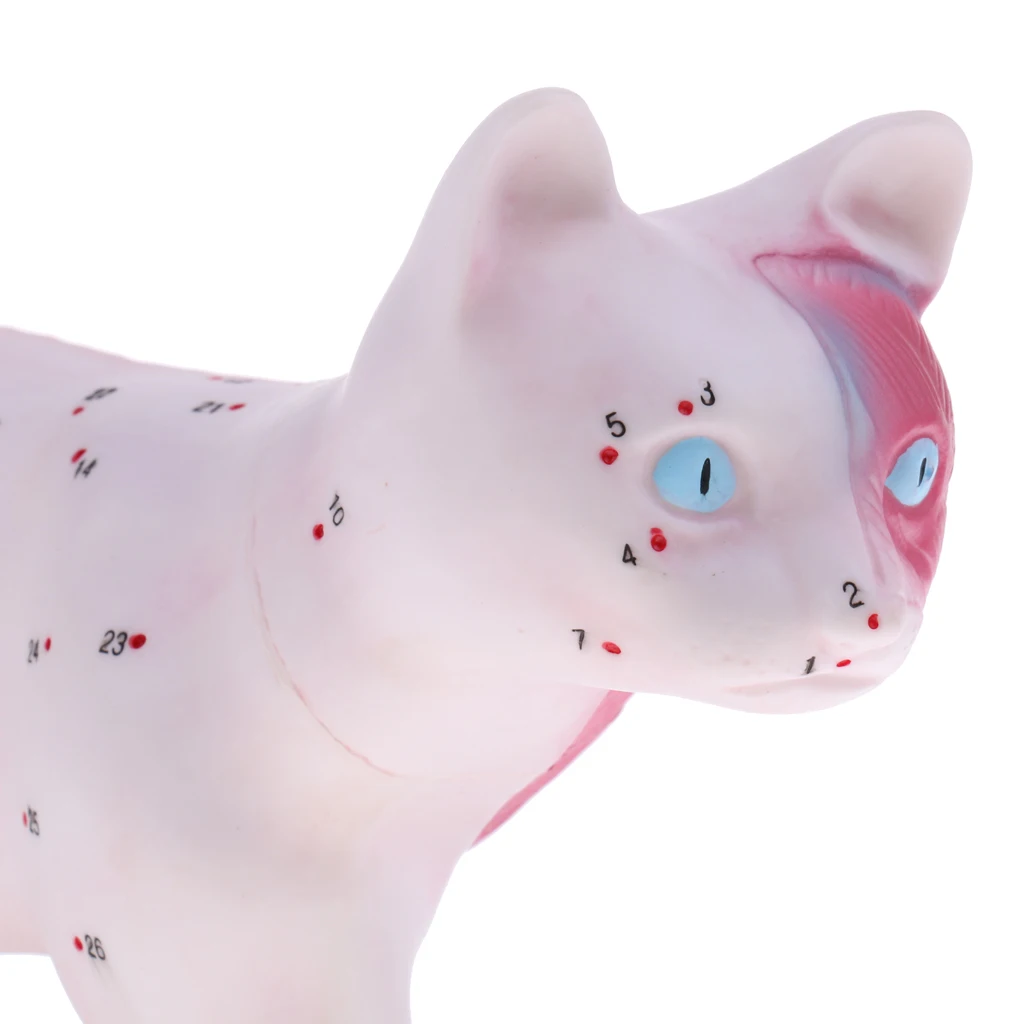 Dog Canine & Cat Feline Acupuncture Model Anatomical Medical Anatomy School Teaching Tool