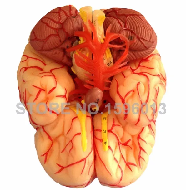 Продвинутых 9 частей модель мозга с артерии, анатомический мозг Модель, 3D человеческий мозг Модель для школьного обучения