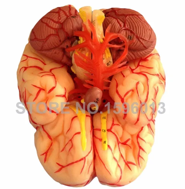 A18220 brain 5