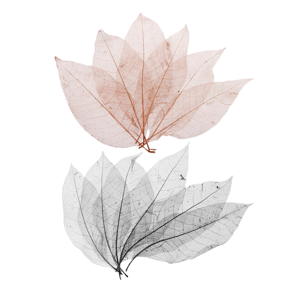 100 Pieces Natural Magnolia Skeleton Leaves Embellishment for Scrapbook DIY Crafts Bookmark Black Coffee