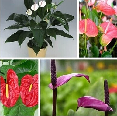 白の清楚なアンスリウム 水耕栽培 全長４０ Www Proplanuk Co Uk