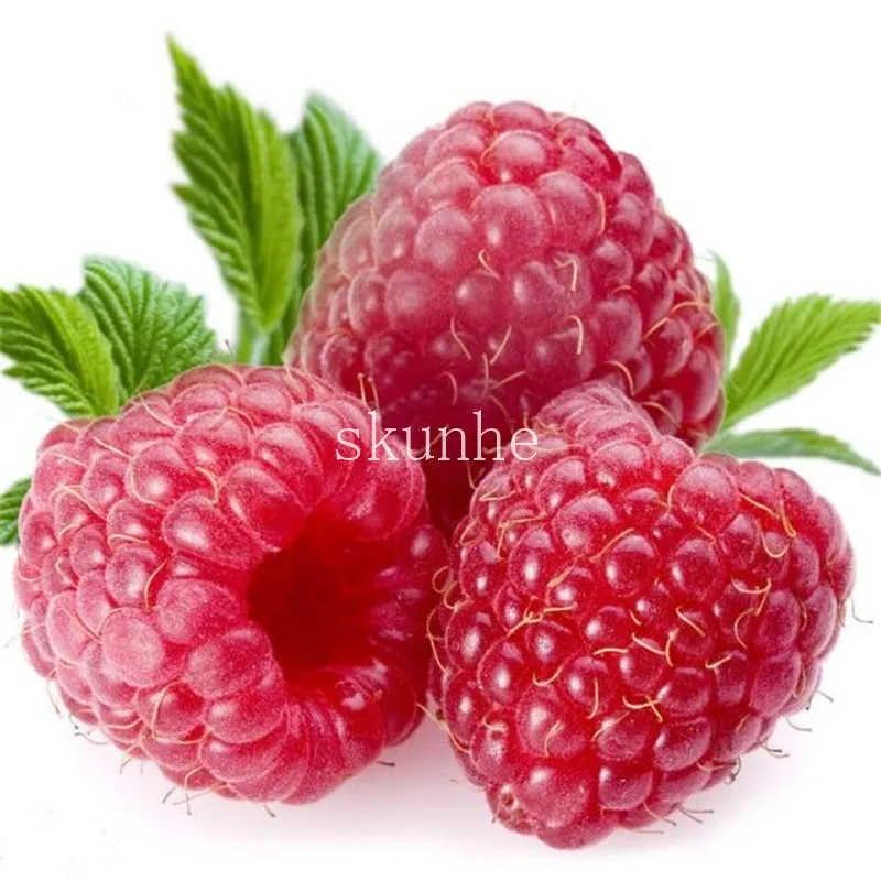 

300pcs Giant Red Raspberry bonsais, Garden Fruit Plant, Juicy And Delicious(she mei)
