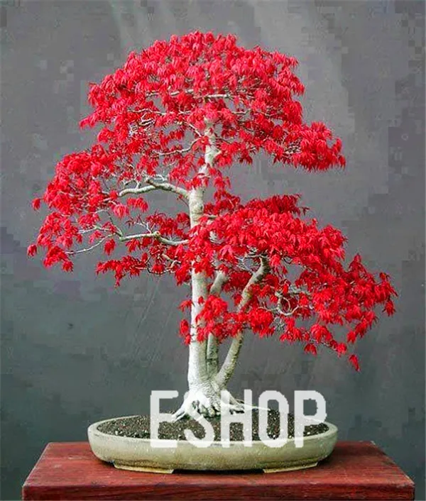 Exotic-Japanese-Red-Maple-Tree-Seed-Perennial-Indoor-Bonsai-Plant-30-Pcs-bag 