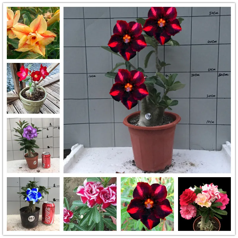 100% True Adenium Obesum Bonsai Exotic Desert Rose Flowers Balcony Desert-Rose Bonsai MultiColor Petals Succulents Tree 1 Pcs