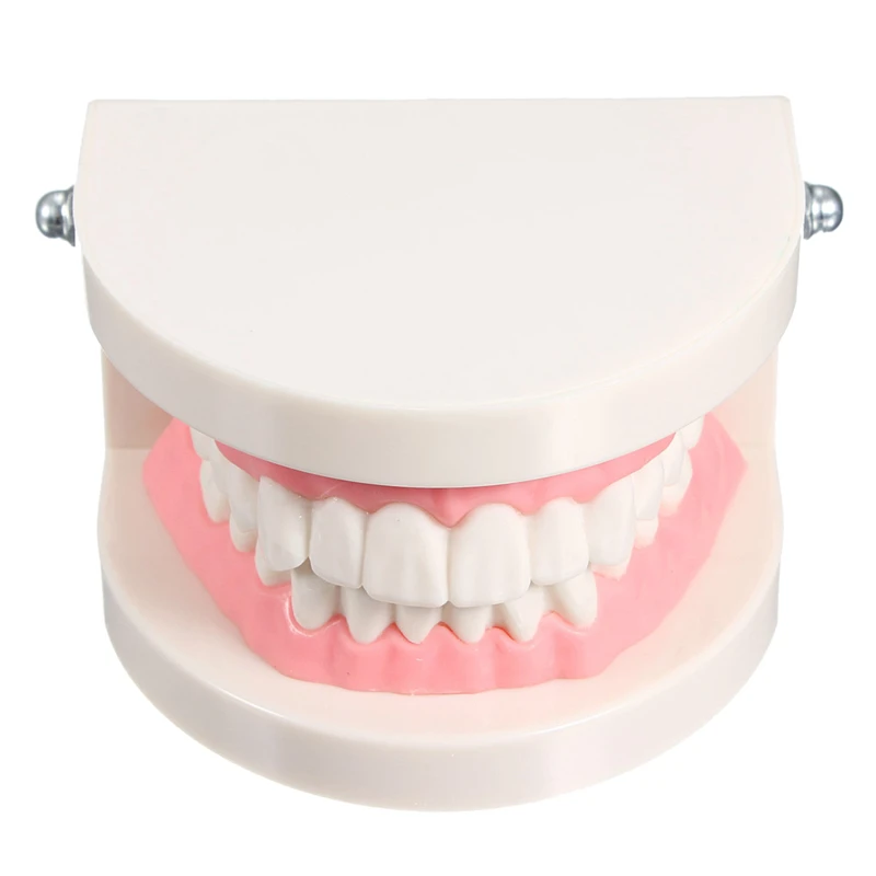 

Dentist dentist tooth model teach Pink gummy gums standard For medical purposes