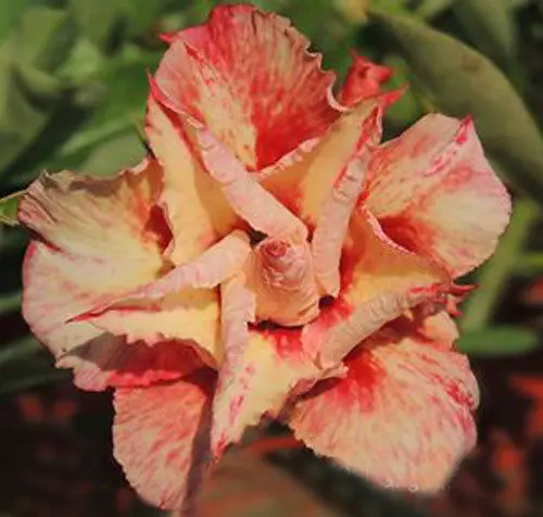 

100% Real Color * Fresh Adenium Obesum semillas - Bonsai Desert Rose Flower Plant semillas sementes ( No. QA043 )