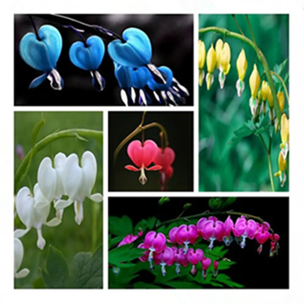 100 Dicentra Spectabilis seeds Bleeding Heart classic cottage garden plant, heart-shaped flowers in spring, ferny foliage