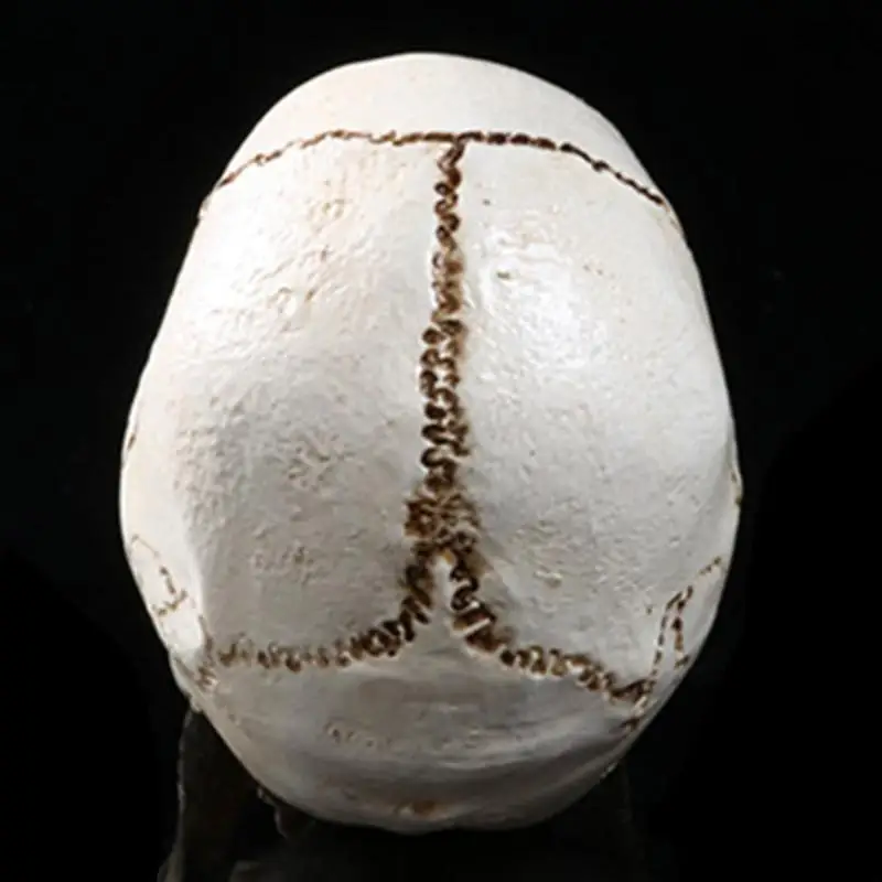 Human Head Replica Resin Divided 3D Skull Mould for Halloweeen Decoration DIY Party Haunted Halloween Skull House Supplies