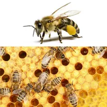 2 шт. инструмент пчеловода переводная игла пчелиная матка пчелиная подвижная техника пчелиные яйца инструмент для прививки игл оборудование для пчеловодства