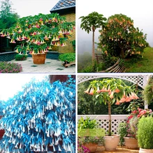 1111 Promotion Poeetd plant Brugmansia flower Angel Trumpet fragrant Datura tree seeds garden decoration plant AA