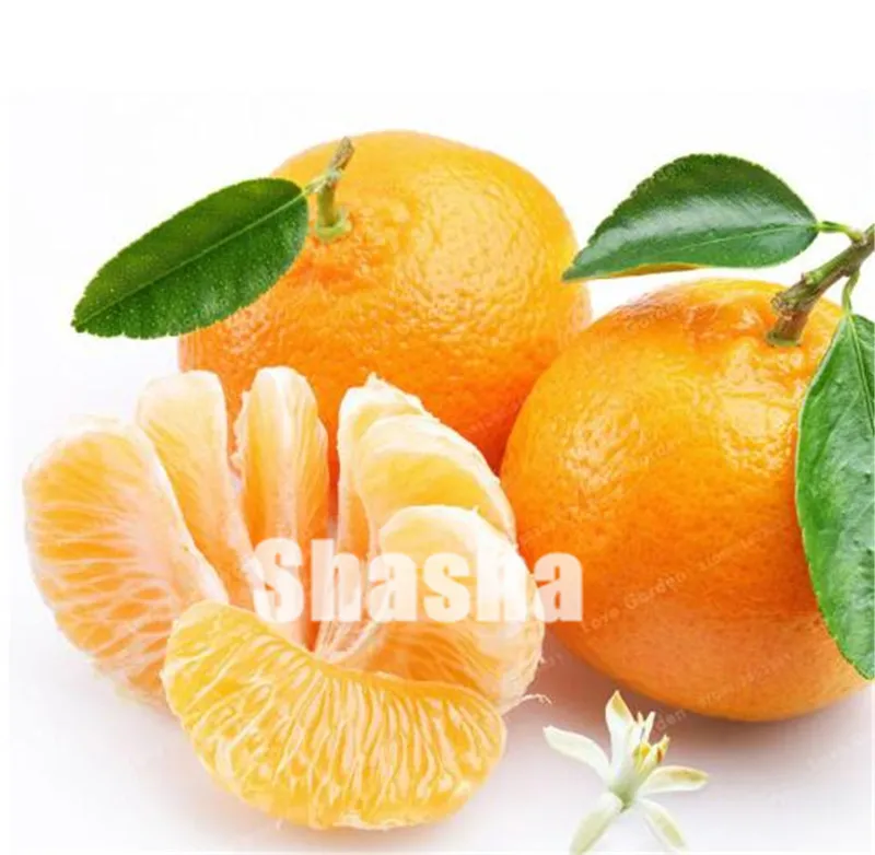 50 Pcs Citrus Reticulata Orange plant Dwarf Bonsai Mandarin Orange plant Edible Sweet Citrus Fruit Tree For Home Garden