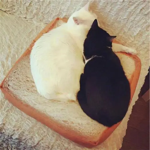 Модная подушка для питомца кота из мультфильма Мягкий щенок плюшевый хлеб тост кровать коврик сиденье Великобритания