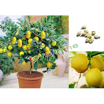 30Pcs graines de citron arbres de fruits graines plantées pour lintérieur et lextérieur par Bornbayb 