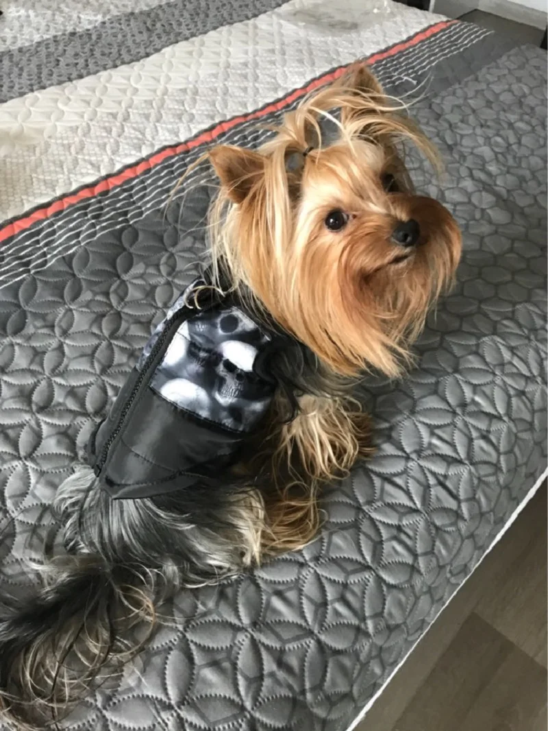 clothes small dogs