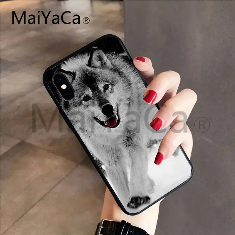 Wolf on Snow (9)