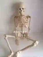 85cm skeleton model with stand art sketch medical education human skeletal model skull spine joint model