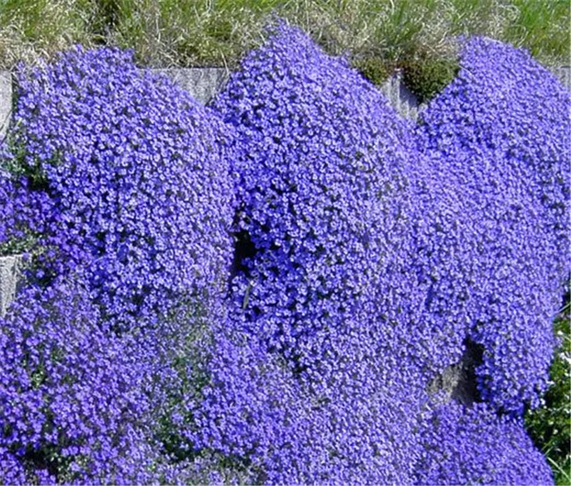 100Pcs/ Creeping Thyme bonsai, Rare Color ROCK CRESS plants - Perennial Ground Cover Flower Natural Growth For Home Garden