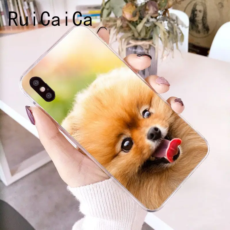 Pomeranian dogs dog