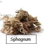 Sphagnum