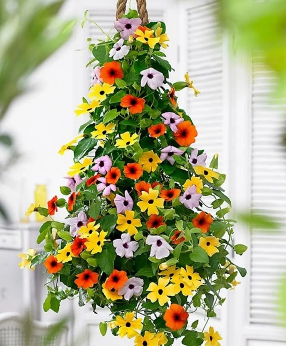 Черный-eyed Сьюзен Вайн Mix (Thunbergia alata) Органические восхождение цветы 100