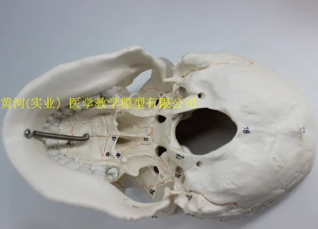 //img.alicdn.com/imgextra/i3/195409353/TB2O26va5pnpuFjSZFIXXXh2VXa_!!195409353.png