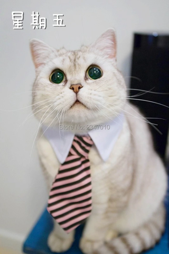 [Магазин MPK] Кот Игрушка Кошка костюм клип галстук для кошек и собак, кошачий ошейник