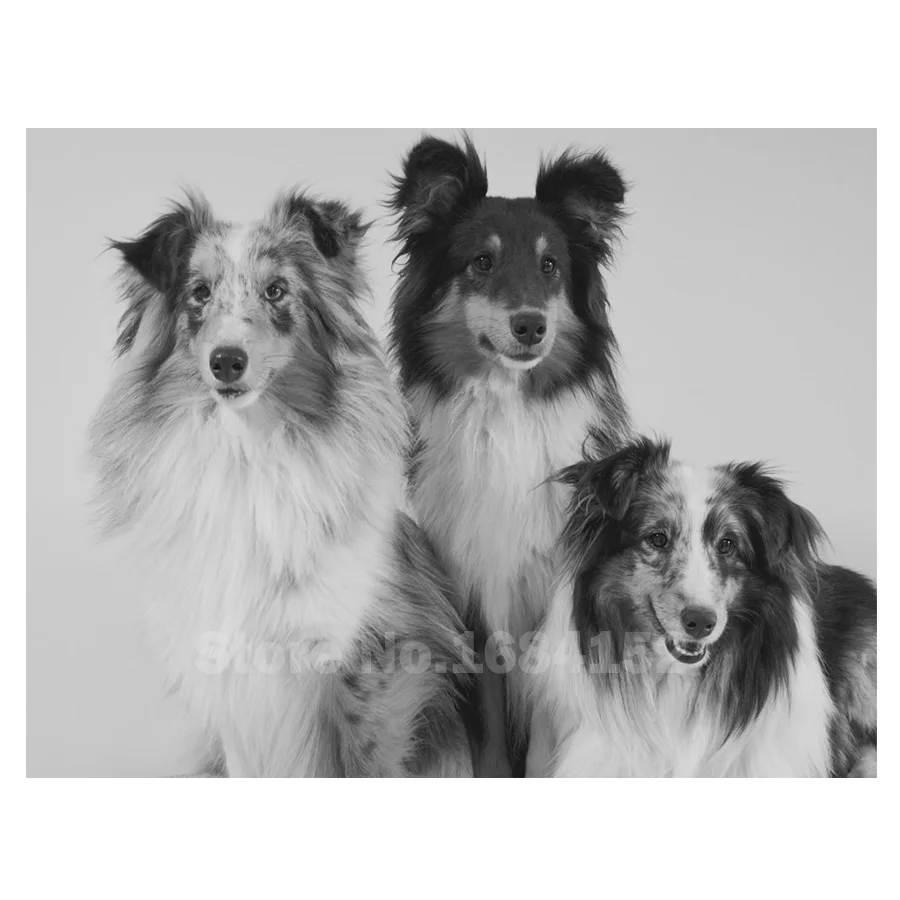 

5D DIY Diamond Painting "Sheepdog sheltie dog" Full square diamond Embroidery pet dog Mosaic picture pastes home decor B510