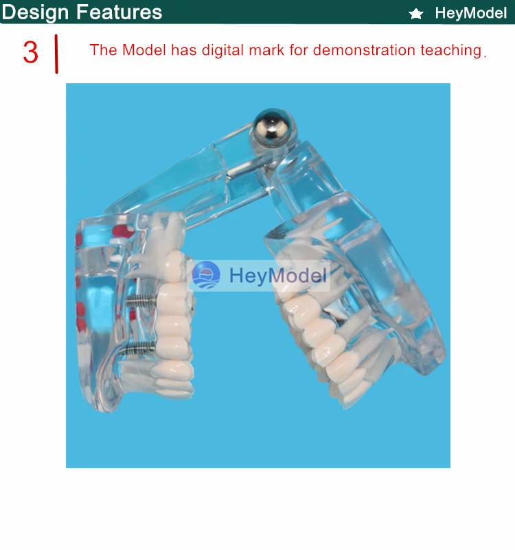 Heymodel Прозрачные зубы ремонт модель реальный размер 1:1