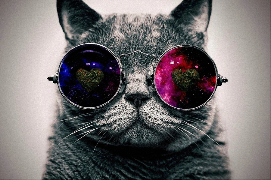 Unframed Canvas Painting Animal Galaxy Glasses Cat HD print poster Wall art  picture for room decoration|Vẽ Tranh & Thư Pháp| - AliExpress