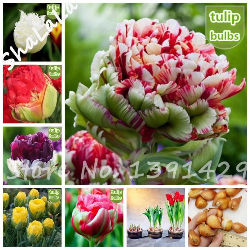 tulip bulbs item 1029 kolpakowskiana garden pots planters 2pcs true tulip bulbs double tulip barbados not tulip seeds flower tulip bulbs item 1029 kolpakowskiana garden pots planters 2pcs true tulip bulbs double tulip barbados not tulip seeds flower
