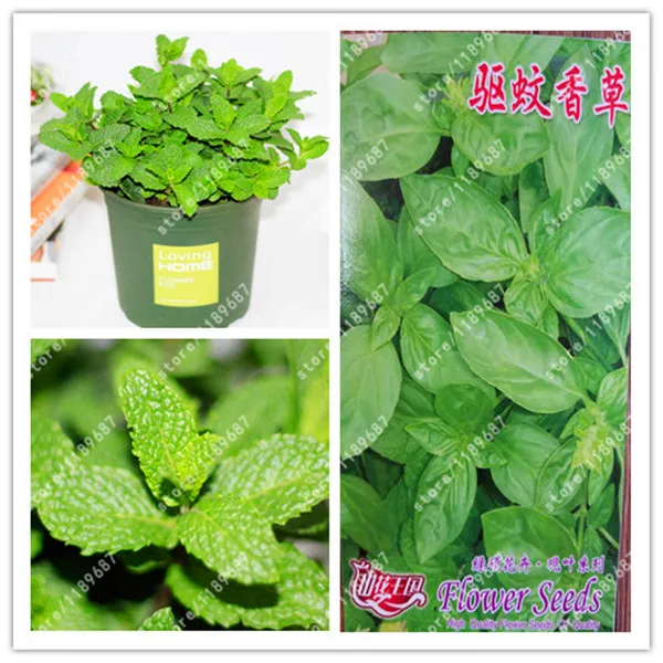 

Original package-True Mozzie Buster Sweetgrass Mosquito Repelling Grass Garden & Home Bonsai Indoor Plant Easy planting