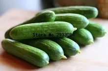 100 cucumber seeds ORZEL extremely early, Polish variety, for open soil growing seeds vegetables for home garden