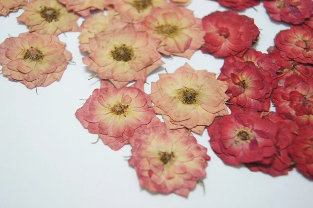 Aliexpress Pressed Flower Dried Diy Material Rose Pressed Flower Dried Diy Material Rose Herbarium Red Pink Gold 1 Lot 10bags