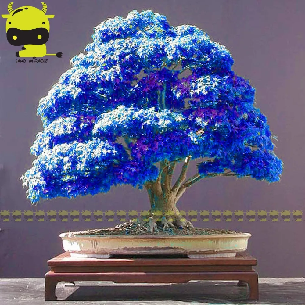 View Ghost Blue Maple Bonsai Full Hobby plan