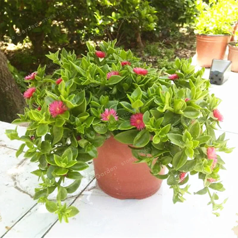 

50 Pcs Atenia Cordifolia Bonsai Perennial Evergreen Succulent Herbs Home Garden Plant Appropriate For Hanging Flower Plant