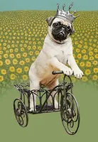 Безрамная картина по номерам краска по номерам для домашнего декора картина маслом для гостиной Мопс на велосипеде - изображение