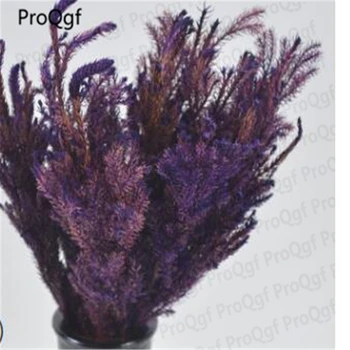 

ProQgf 100gram Diaphasiastrum