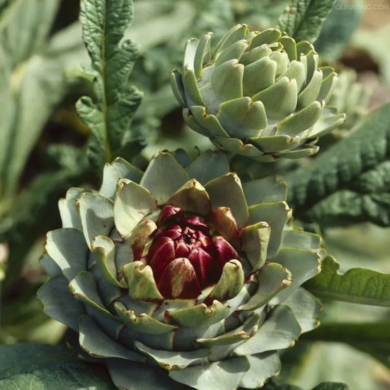 100-1000 г чистый экстракт артишока порошок, cynara scolymus, cardoon, растительный тоистл, французский артишок, глобус порошок топинамбура