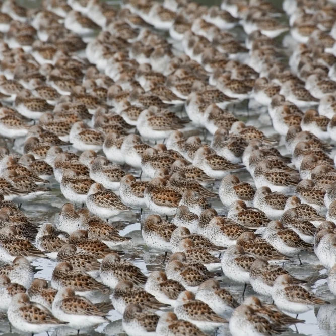 Large Flock Of Western Sandpipers On The Mud Flats Of Hartney Bay During Spring Migration Copper River Delta Southcent 3