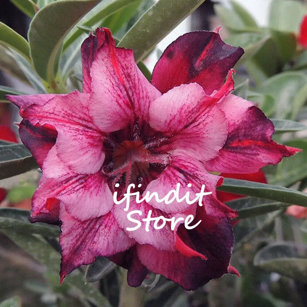 

2pcs 100% Genuine Perennial Red Pink Desert Rose Bonsai Rare Flower Plant Adenium Obesum for Home Garden Potted Flowers Planting