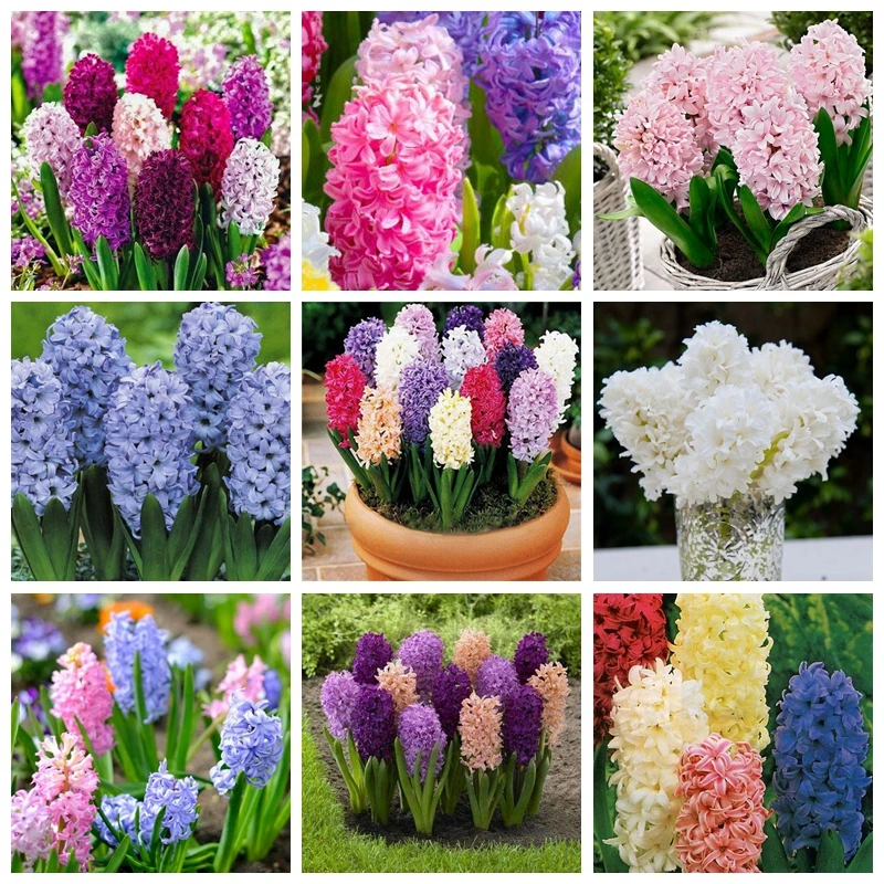

50pcs Hyacinth Bonsai Perennial Hyacinth potted plant Indoor Plant Easy Grow In Pots Bonsai for home garden decoration B45