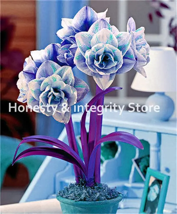 

Hot Sale 200 Pcs/Bag Amaryllis Bonsai Flower, Cheap Barbados Lily Flower Pot Plant, Hippeastrum Bonsai For Home Garden Easy Grow