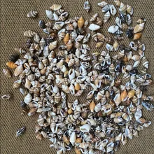 Petits conques divers 0.9-1.3 cm 50 pièces/lot | Matériel de décoration pour la maison, artisanat naturel, coquillage, Aquarium, Aquarium, paysage