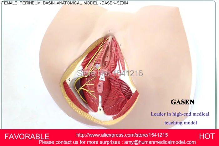 

FEMALE REPRODUCTIVE VAGINAL MODEL GENITAL MODEL,MEDICAL REPRODUCTIVE MODEL ANATOMY OF FEMALE PERINEUM MODEL-GASEN-SZ004