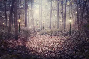 Enchanted Woodland Forest Tree Lights Fantasy Background Vinyl Cloth High Quality Computer Print Children Kids Photo Backdrop