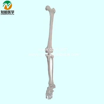 

BIX-A1030 Life-Size Lower Limb ( Left\ Right arm) Skeleton Model G061