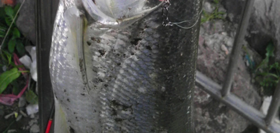 TSURINOYA блесна приманка высокоотражающая голографическая рыболовная приманка 90 мм 10 г искусственная Para воблер PESCA Leurre Peche